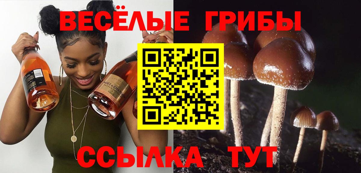 сколько стоит  Галлюциногенные грибы Cubensis  Вход с VPN  Урус-Мартан  Псилоцибиновые грибы GOLDEN TEACHER 